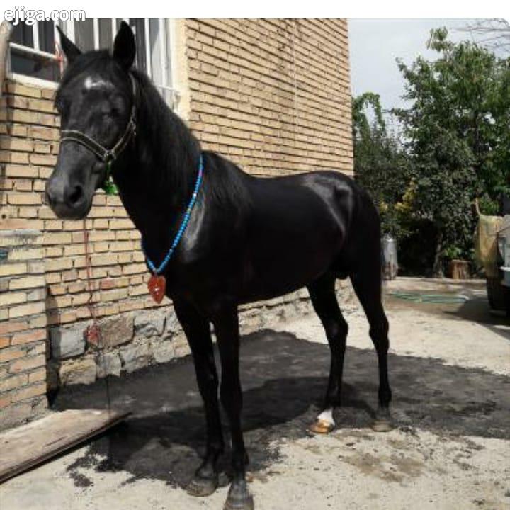 اسب بسیار زیبا ارسالی از دوست عزیزمون فالوووو کن به پیج خودتون به پیوندین نظراتتون برامون مهمه کام
