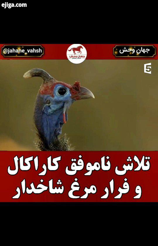 .مرغ شاخدار پرنده ای زیبا بوده که همانند کبوتر قادر به پرواز است این پرنده در حدود ۱۰ تا ۱۵ عدد تخم