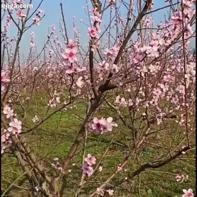 شکوفه های بهاری روستای کرنگ کفتر، شهرستان گالیکش، اسنان گلستان ?????? پیج ایرانگردی پیج جهانگردیمون