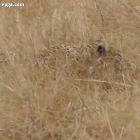 شکار غزال شکارچی پلنگ، شبه یا ماشین کشتار،، گربه سانان در استتار کمین بهترینهای حیات وحش هستند هم بب