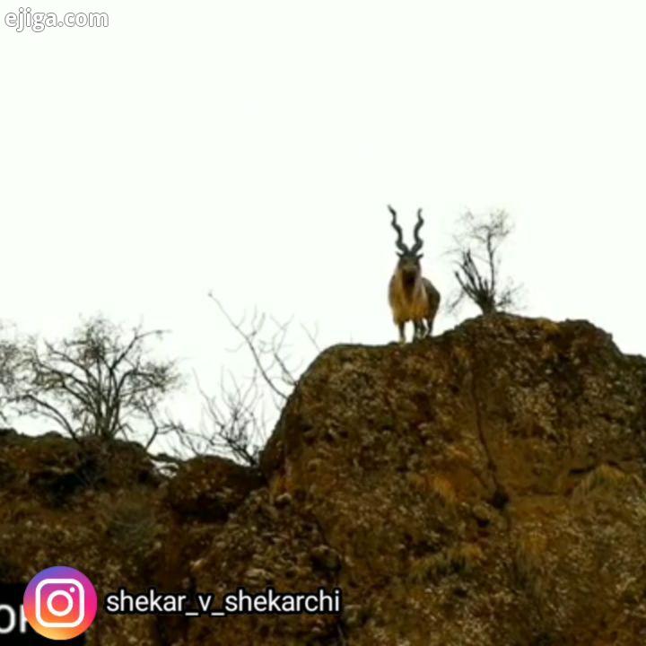 امروزه کل بزهای مارخور با اینکه حیوان ملی پاکستان است ، حتی گونه ای در معرض انقراض در نظر گرفته می