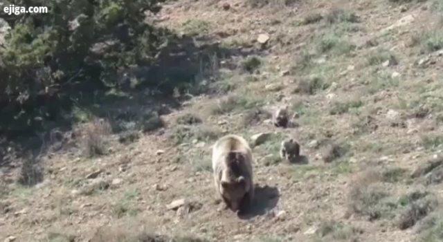 خرس ایرانی لایق احترام mostanad hunt مستند شکار شکارچیان شیر ببر پلنگ یوز پلنگ گرگ خرس عقاب شاهین کر