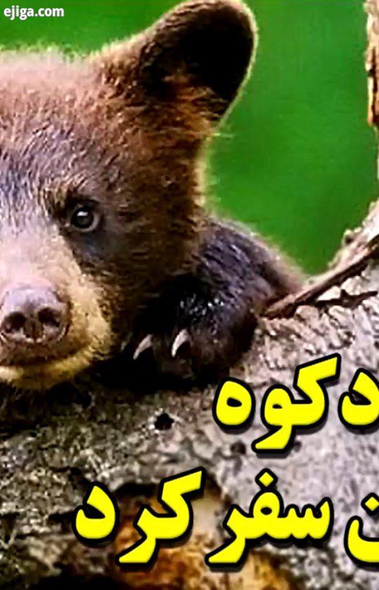 خرس ایران در گذر زمان درد آور است خودخواهی ما کشنده است