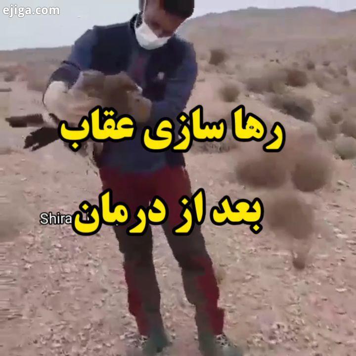رها سازی عقاب بعد از درمان گراش...گراش اوز عقاب پلنگ یوزپلنگ ایرانی زاگرس طبیعت محیط زیست شیراز فارس