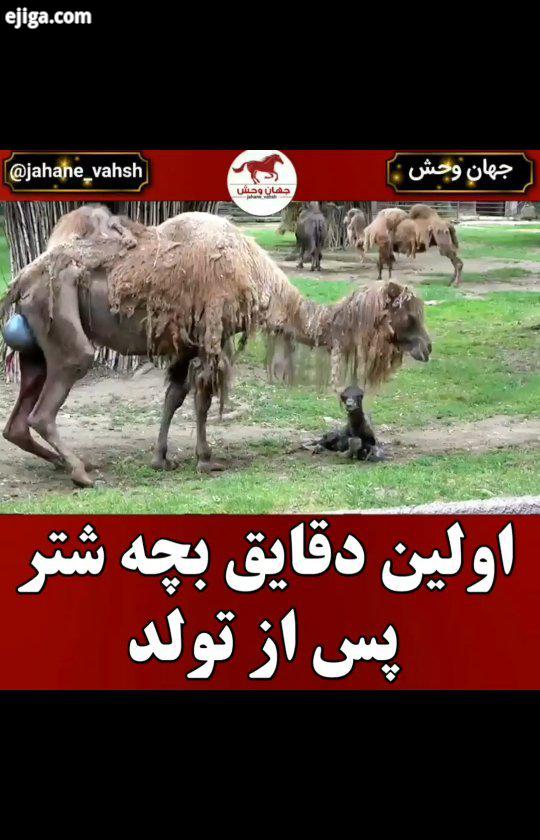 .شتر دوکوهانه یا شتر بلخی گونه ای از شترسانان است که در خاور دور، آسیای میانه خاورمیانه زندگی می کند