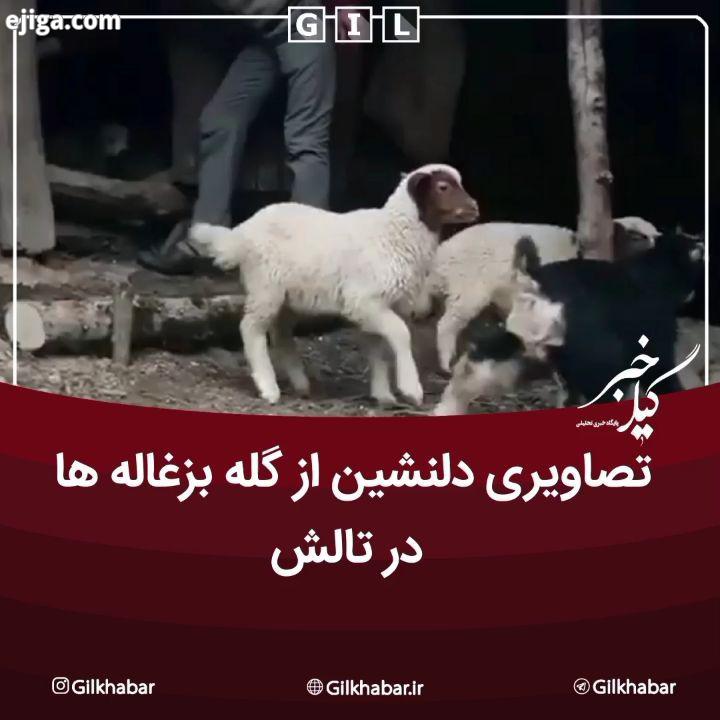 ?تصاویری دلنشین از گله بزغاله ها بره گوسفندان در تالش...? به گیل خبر بپیوندید تالش موسیقی تالشی بزغا