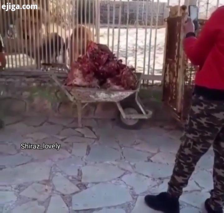.?پیگیری رفتارخشونت آمیز با یک قلاده شیر در باغ وحش شیراز ?در پی انتشار تصاویری از رفتار خشونت آمیز