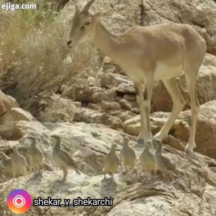 این حیوان مانند بیشتر حیوانات ایران دارای فصل خاص جفت گیری است فصل جفت گیری قوچ کرمان با سرد شدن هوا