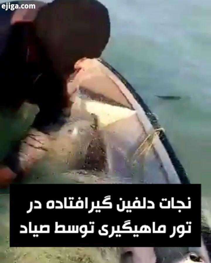 نجات دلفین گرفتار در تور صیادی توسط صیاد تنگستانی بوشهر عصرجنوب دلفین بوشهر تنگستان