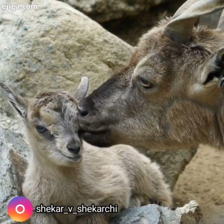 کل بز های مارخورها یک سیستم جفت گیری چند ژنی از خود نشان می دهد که در آن نرها در هر فصل با چند ماده