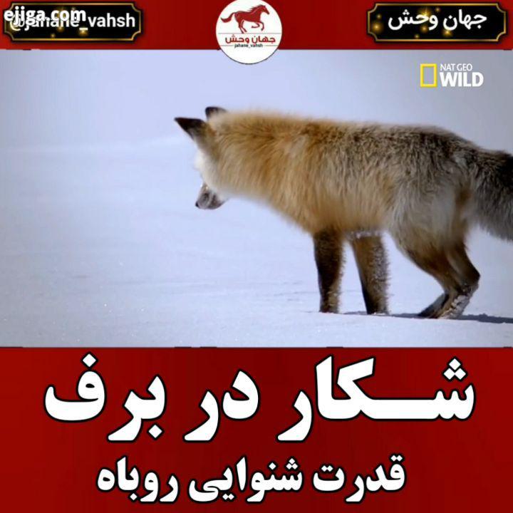 .روباه ها جانورانی با جثهٔ متوسط کوچک از تیرهٔ سگ سانان هستند که در آسیا آفریقا همهٔ قاره ها به جز