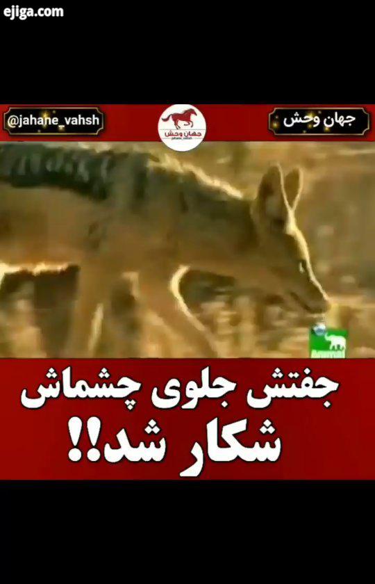 .غال به سه گونه دارد : شغال پشت سیاه شغال پهلونواری که هر دو در آفریقای جنوبی زندگی می کنند خویشاوند