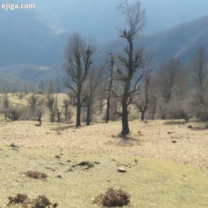 جا نزن جسور باش...این قانونِ ارتفاع است هرچه بیشتر اوج می گیری باد باران، بی رحم تر می شود نفس کشیدن