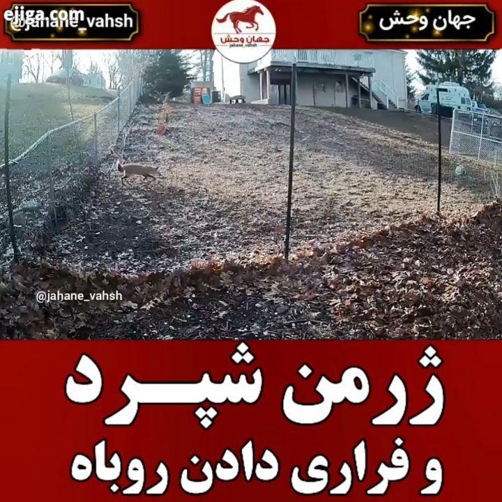 .ژرمن شپرد یا سگ چوپان آلمانی یکی از نژادهای اصیل آلمانی است که برای اولین بار در سال ۱۸۹۹ در تاریخ