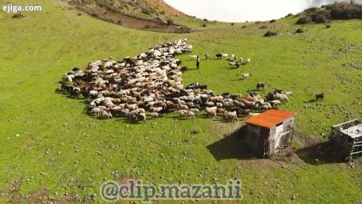 مثبت بودن به این معنی نیست که باید همیشه شاد باشی بلکه یعنی حتی تو روزای سخت هم بدونی که روزای بهتر