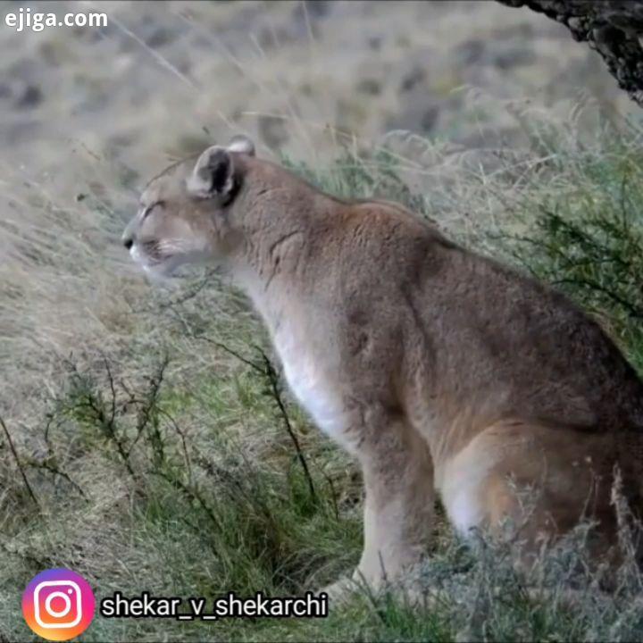 شیر کوهی نوعی گربه سان بزرگ بومی قاره آمریکاست که زیستگاه آن از کوه های آند در آمریکای جنوبی تا یوکا