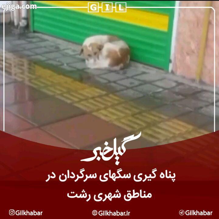 .همزمان با بارش برف، بسیاری از سگ های سرگردان بدون صاحب در خیابان های رشت رها شده اند بدون سرپناه ما