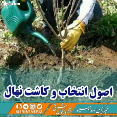 ...? توصیه های کارشناس سازمان جهاد کشاورزی به باغداران