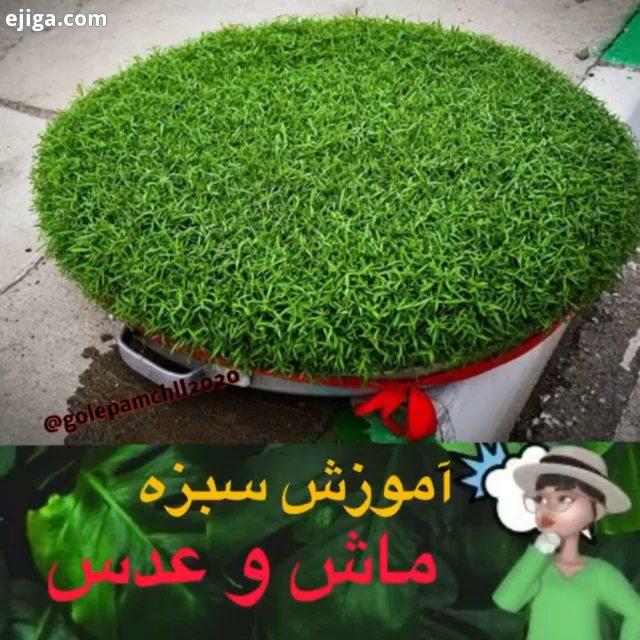 پست عیدانه جایزه دار کیا سبزه گذاشتن اونایی که سبزه نذاشتید، بدویید تا دیر نشده? من پامچال هستم تو