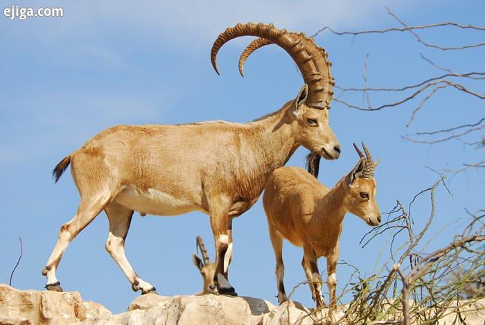 بنظر شما تشخیص سن کل بز های نوبه ای از روی گره شاخ هایشان باید حدس زد Nubian Nubian ibex ibex پازن ن