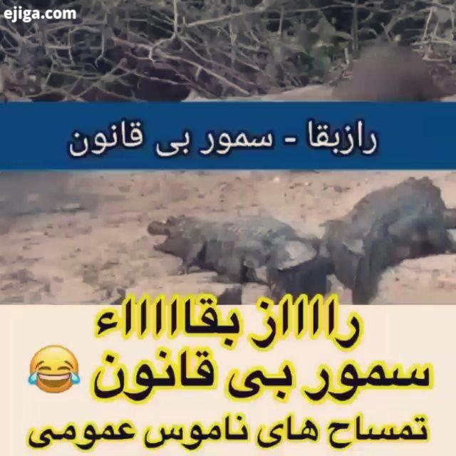 ???...سمور میکس خنده دار ادیت فیلم دوبله طنز صداگذاری خنده دار مستند راز بقا طنز حیات وحش خنده دارتر