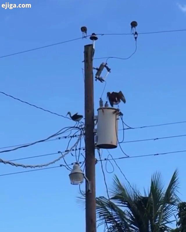 اتفاق بد ?حتما تا آخر ببینید ? های جذاب رو از دست ندید ? ?? ?...Bird gets up after getting electrocu