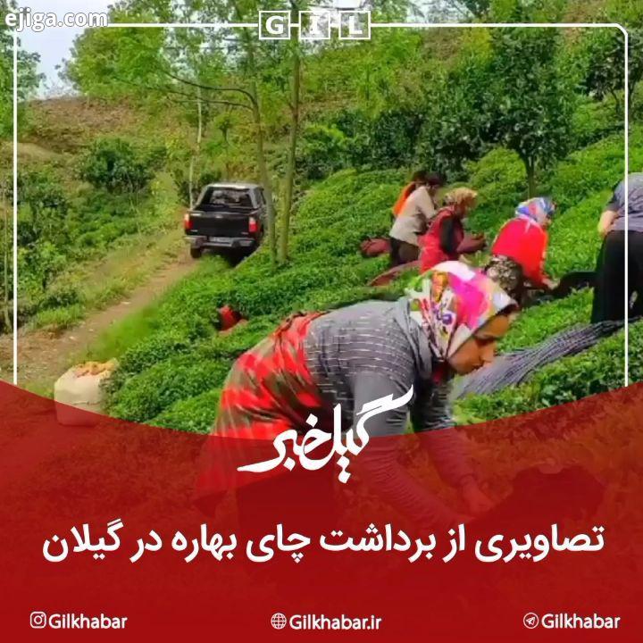 ?تصاویری از برداشت چای بهاره در گیلان...?:...? به گیل خبر بپیوندید باغ چای چای ایرانی چای گیلان طبیع