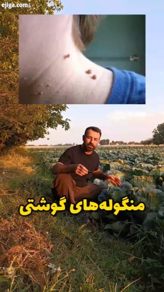 این پیجو فا لو کنید