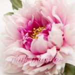 pink__peonies