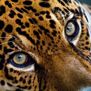 wildlife bigcats