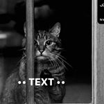 •• TEXT ••