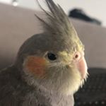 Melon The Tiel