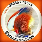 Mandarin_birds