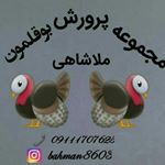 مزرعه پرورش بوقلمون ملاشاهی