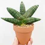 ??sansevieria