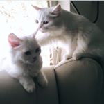 Milo&Kitty